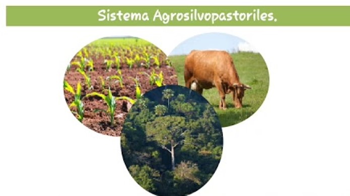 SISTEMA AGROSILVOPASTORIL